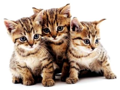 Имена на котенца, имена на котки - Топ 30 списания за котки Zooplus