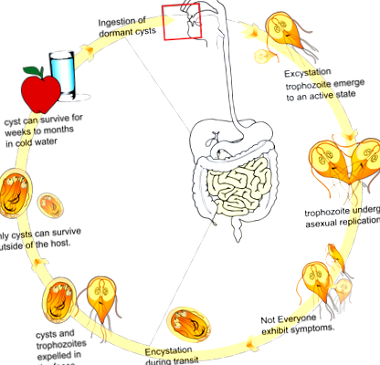 Ciclul de viață al giardiozei cdc Ciclu de viață al giardiei cdc
