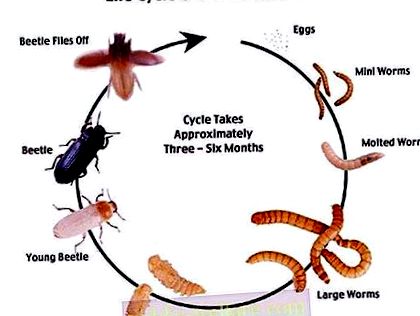 cum să scapi de viermi umani