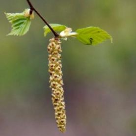 betula