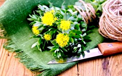 rhodiola