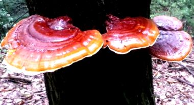 ganoderma