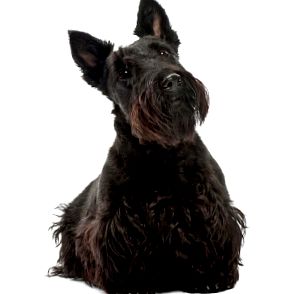 terrier