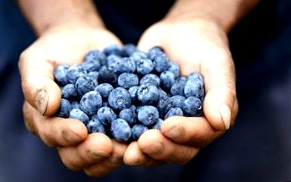 Hogyan készítsünk Blueberry leveleket a cukorbetegségért?