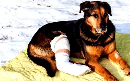 Как да помогнете на кучето си в случай на счупена лапа на Хил; s Домашен  любимец