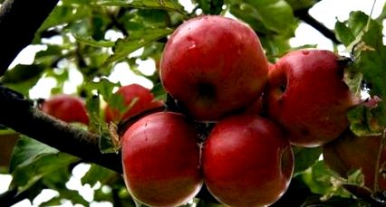 fogyókúra almával tippek a karzsír elvesztésére az urdu ban