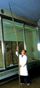 Norimitsu Odachi; századból származó 3,77 méter hosszú japán kard