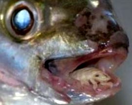 parazit ryba jazyk papillomavirus is virus