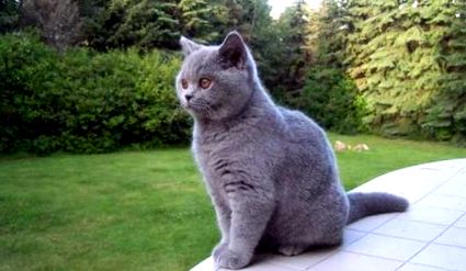 Британски късокосмести - Грижи за котки - Породи котки
