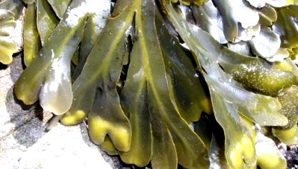 barna alga fogyás)