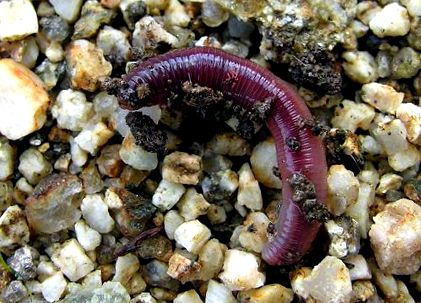 petesejtes pinworms ascaris eltávolítása az emberi testből