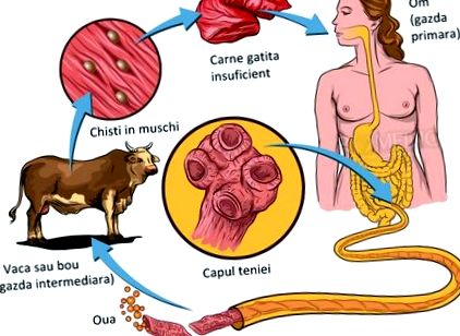 Giardiosis Giardia ciszták az emberi székletben