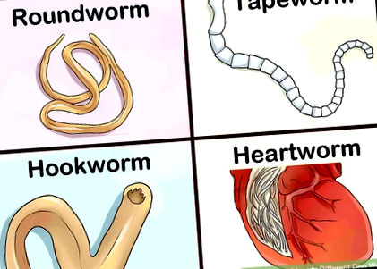 Hogyan távoznak a pinwormok Meddig mennek a kerekférgek a kezelés után