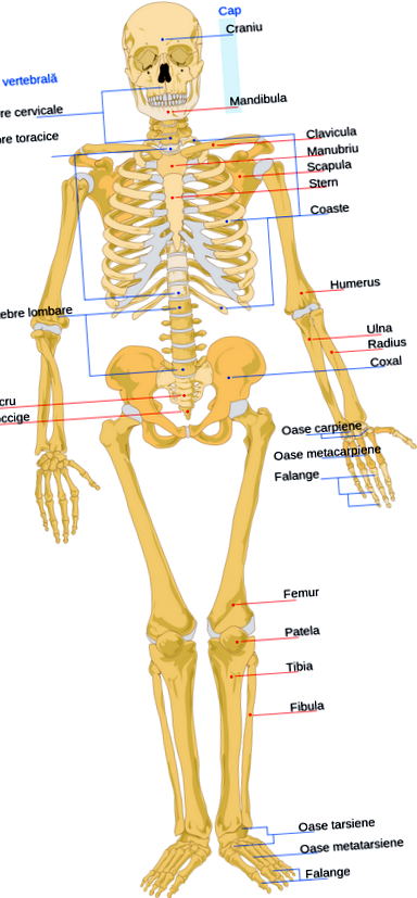 vásároljon csontokat és ízületeket élő csontokban és ízületekben