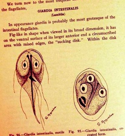 Petesejtek paraziták Giardia, A giardiasis előfordulása