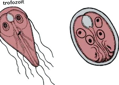Giardia parazita az emberek kezelésében, Giardiasis kezelése hazilag. Giardia-fertőzés (giardiasis)