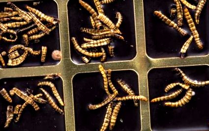 parazita sladkovodnich ryb pinworms és giardia