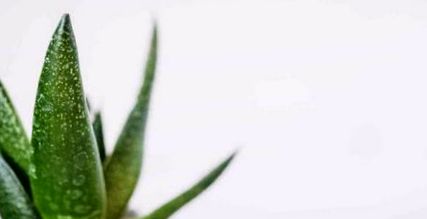 7 ok, amiért az Aloe Vera segít a cukorbetegség kezelésében és csökkenti a vércukorszintet