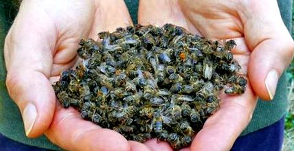 Podmore méhek kezelése receptek a hagyományos orvoslás kezelésére különféle