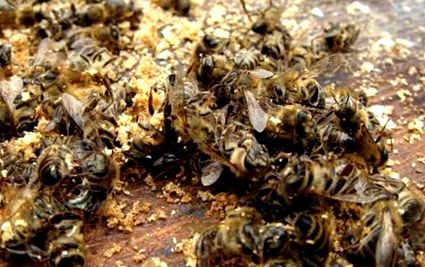 Elhalt méhek kezelése pikkelysömörhöz