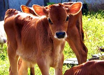Plemeno kravy z Jersey; víťazi v cenovej vojne Procesory „bojujú“ o svoje  mlieko s