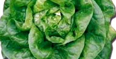 saláta levelek segítenek a fogyásban