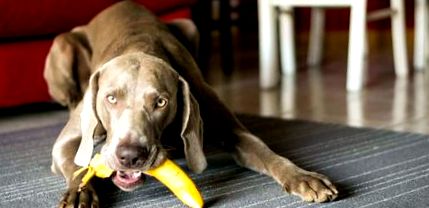 Бананите са полезни за кучета 30 храни, които кучетата могат (или не могат)  да ядат