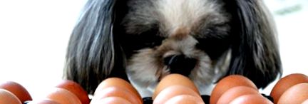 A kutyák nyers tojást fogyaszthatnak A legjobb magyarázat a kutyák  étrendjére! Blog a kutyákról