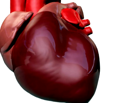 megtört szív egészségügyi kockázatai magas vérnyomás elsősegély