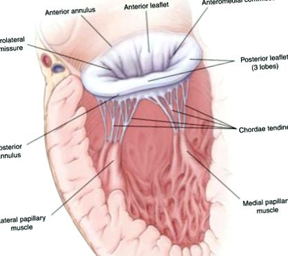 a pénisz puha fejének felállításával masszázs nők erekciója