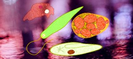 Kórokozók jelenléte a szervezetben - Gombák és paraziták a testben