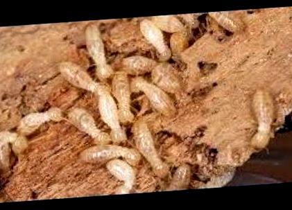 Féregparaziták az emberi bőrön