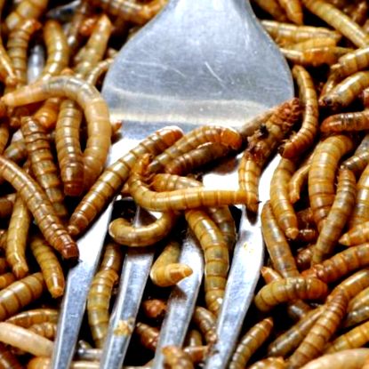 paraziták nyirokcsomók pinwormok a kezelés után
