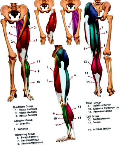 мускули на краката