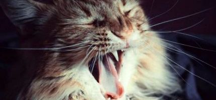 Лош дъх при котки Причини и лечение - MobileVet Blog