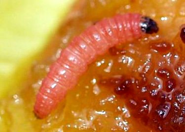 a pinworm férgek hatékony gyógymódja