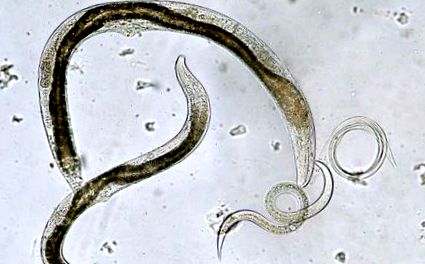 miért halnak meg a férgek pinworms és hogyan kell kezelni őket