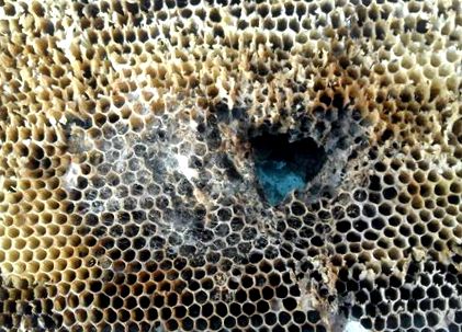 vízelvezető kezelés halott méhek