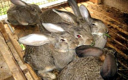 Кога и защо да се ваксинират зайци