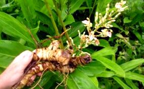 ízületi galangal