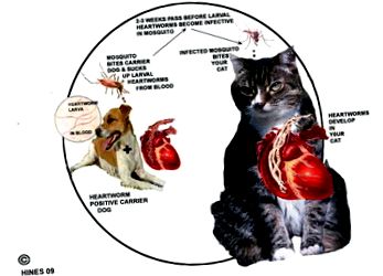 Paraziták a szív tüneteiben, Paraziták: 6 látszólag triviális jel, amely parazita betegségre utal