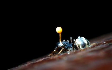 a parazita ellenőrzi a hangyát