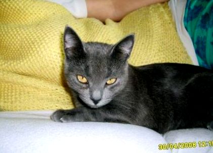 Изгубена върху сивата котка, като Русия синя (униформа, без петна и ивици)!  съобщава