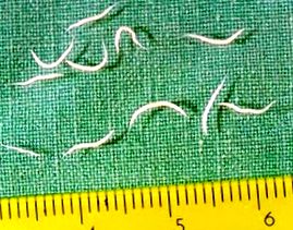 pinworm bélparaziták