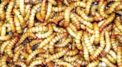 hogyan lehet megtisztítani a beleket a pinwormoktól leukociták kenet átiratban