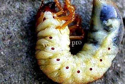 hogyan lehet megszüntetni a parazita pinwormokat a gyermekeknél béltisztítás méregtelenítés