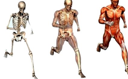 мускулно-скелетни