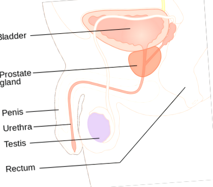 prosztata adenoma hipertónia