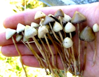 nail gombák sérülések miatt