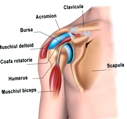 Bicepsz izom tendinitisze - sportsérülésekről röviden - turtlebeach.es PORTÁL